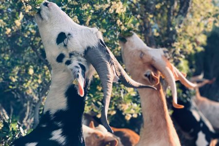 troupeau-chevres-travailleuses-hyeres