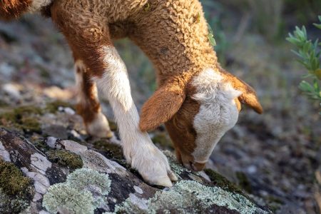 visite-bergerie-chevres-hyeres